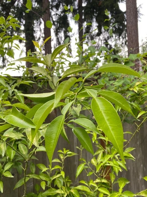 Yuzu Citrus Tree Cuttings Set of 4 Unrooted Scions for Propagation, Citrus junos Cold Hardy Citrus Variety