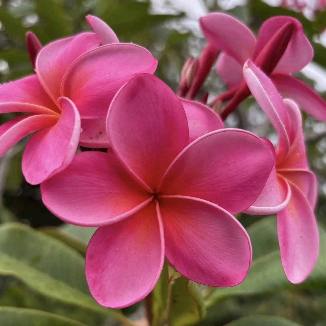 Royal Hawaiian Pink Plumeria Cuttings 8–12 Inch Unrooted Frangipani Set of 2, Plumeria rubra for Propagation