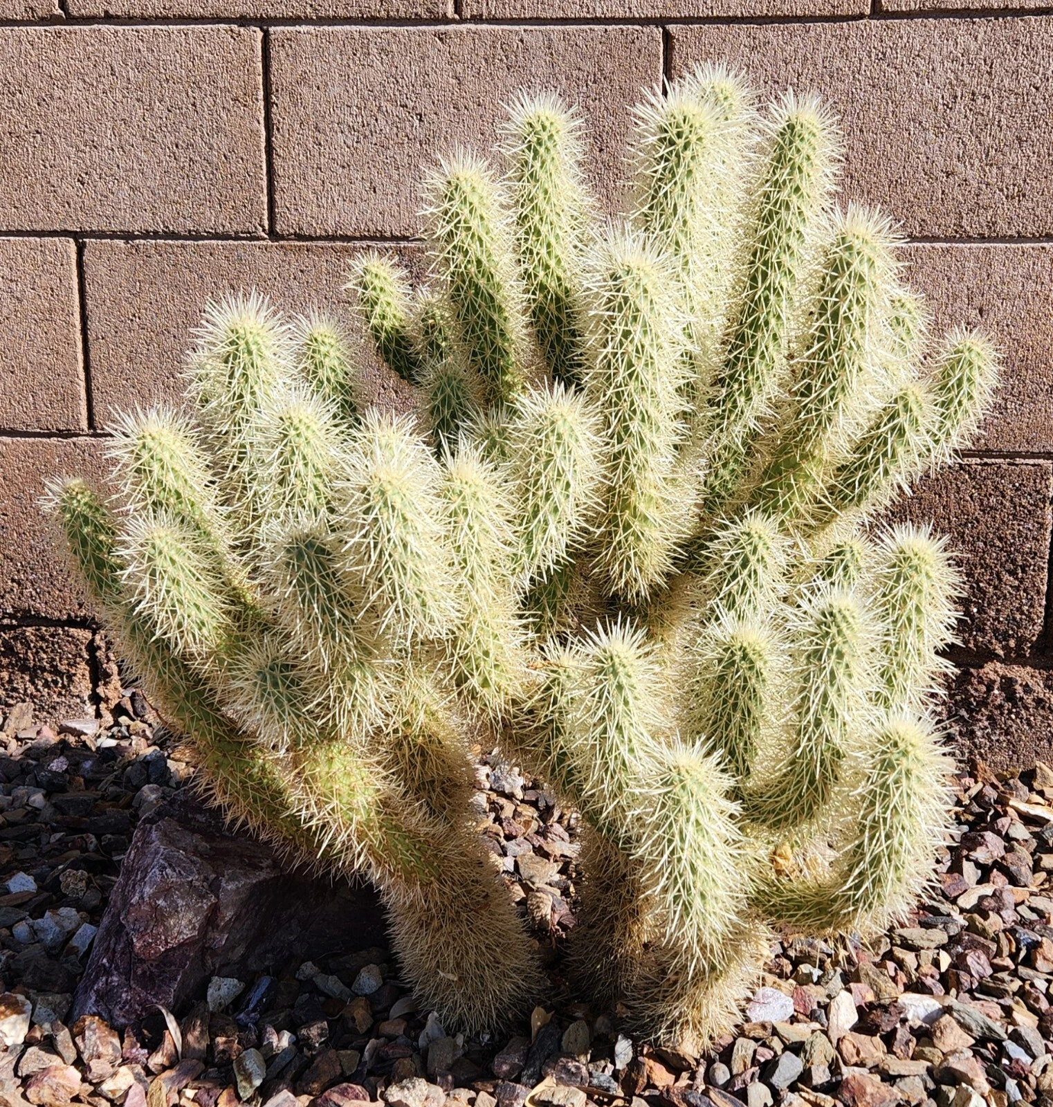 Teddy Bear Cholla Cactus Cutting - Unrooted Segment Cylindropuntia bigelovii - Desert Cactus for Propagation