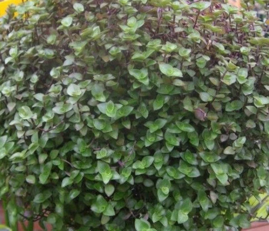 Dwarf Bolivian Wandering Jew Cuttings Set of 10 | Callisia repens | Tradescantia minima | Trailing Houseplant Propagation