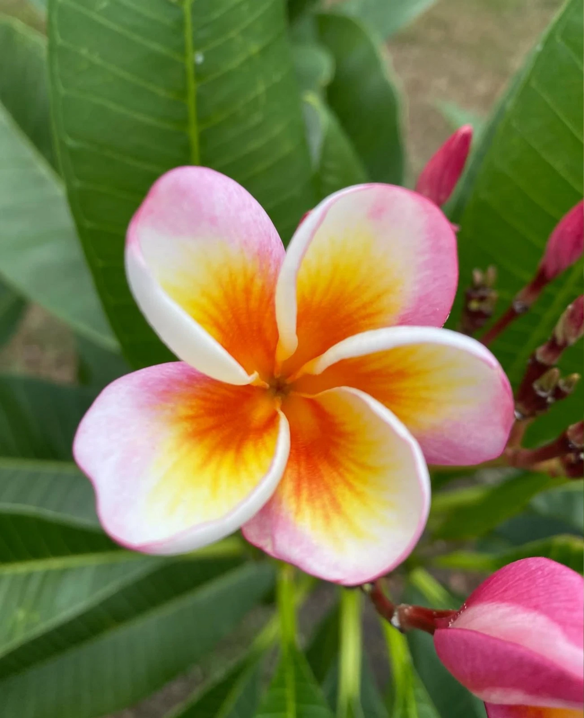 Fireblast Plumeria Cutting, 3 Tip Frangipani Cutting for Propagation, Live Tropical Flower Tree, Plumeria spp.