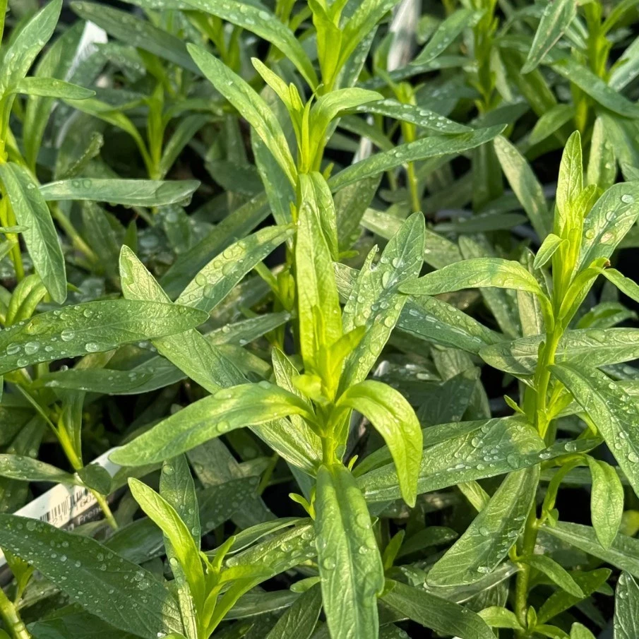 Live French Tarragon Starter Plants - 2–4 Inch Perennial Culinary Herb, Artemisia Dracunculus Sativa, Green Foliage