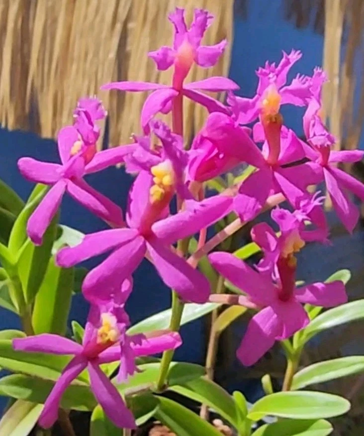 Epidendrum Radicans Fire Star Orchid Keiki - 1 Rooted Starter Plant, Purple Lavender Reed Orchid, Live Houseplant