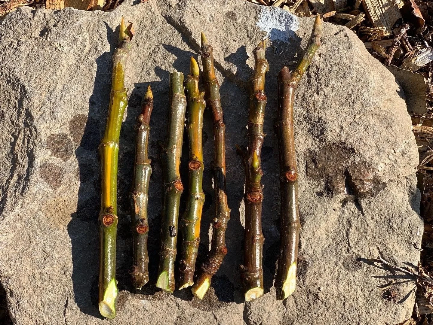 Live Fig Tree Cuttings - 3 Unrooted Ficus Carica for Garden Planting, Fruit Tree Propagation, Home Orchard