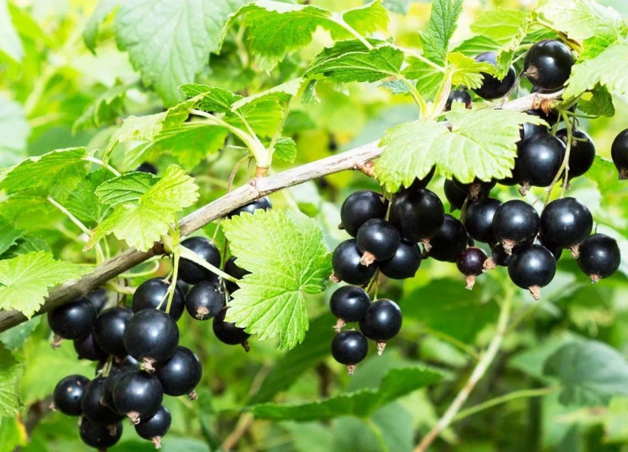 Black Currant Cuttings - 8 Unrooted Ribes Nigrum Cuttings for Propagation - Fresh 8-10 Inch Plant Cuttings for Gardening