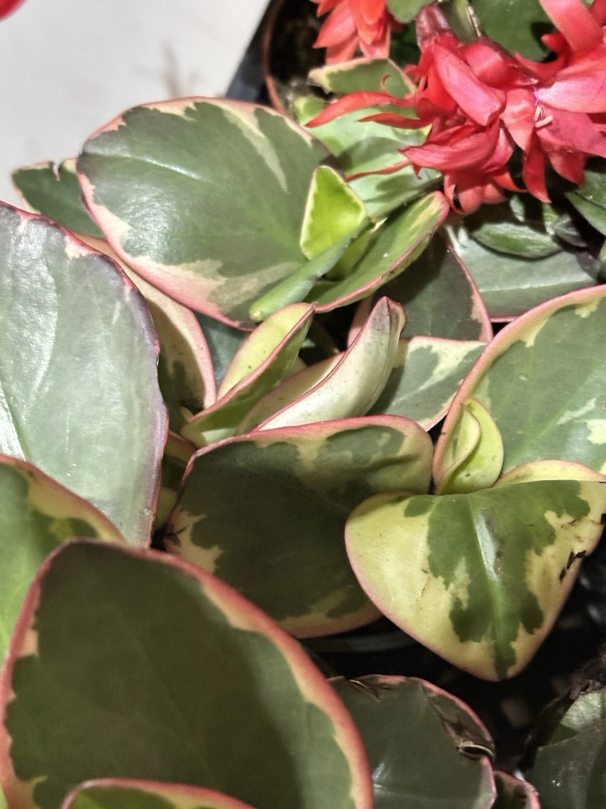 Live Peperomia Clusiifolia Tricolor Plant 3-5 Inch - Red Variegated Leaves - Succulent Houseplant - Indoor Container Plant