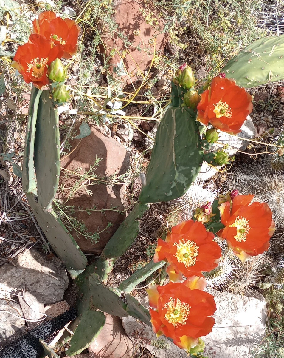 Live Cactus Pad Cutting - Large Spineless Opuntia 'Orange Julius' with Orange Flowers - Ornamental Cactus for Gardens
