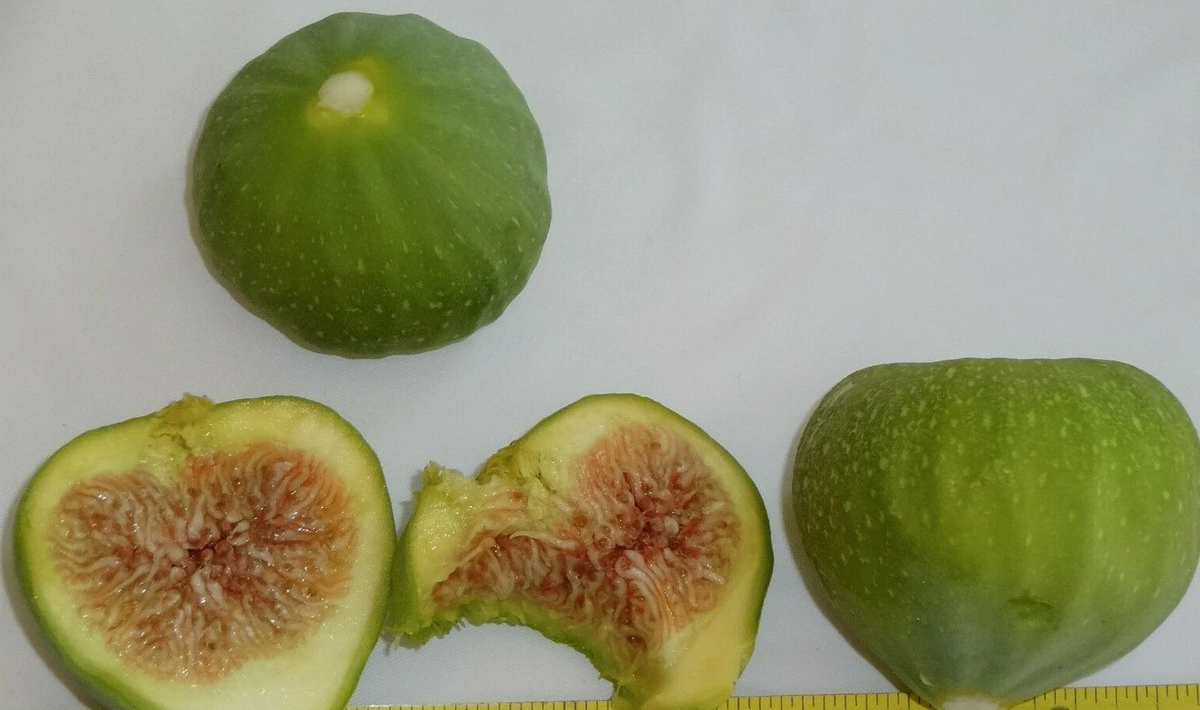 Green Ischia Fig Tree Cuttings – 3 Unrooted Fresh Cuttings, Ficus Carica, Compact Variety for Propagation, Zones 7–10