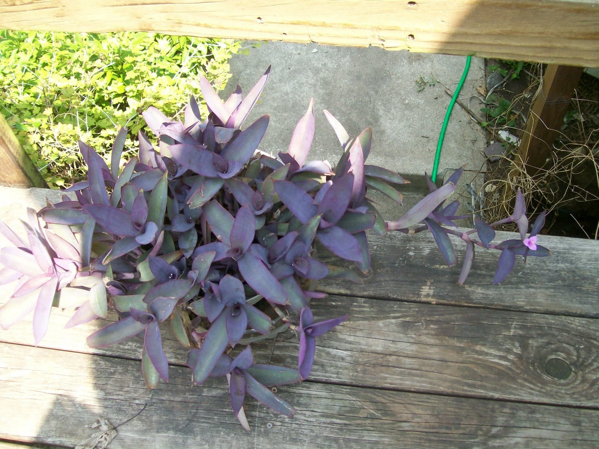 Purple Heart Wandering Jew Plant - Live Rooted Tradescantia Pallida - Vibrant Purple Trailing Houseplant for Indoor Décor