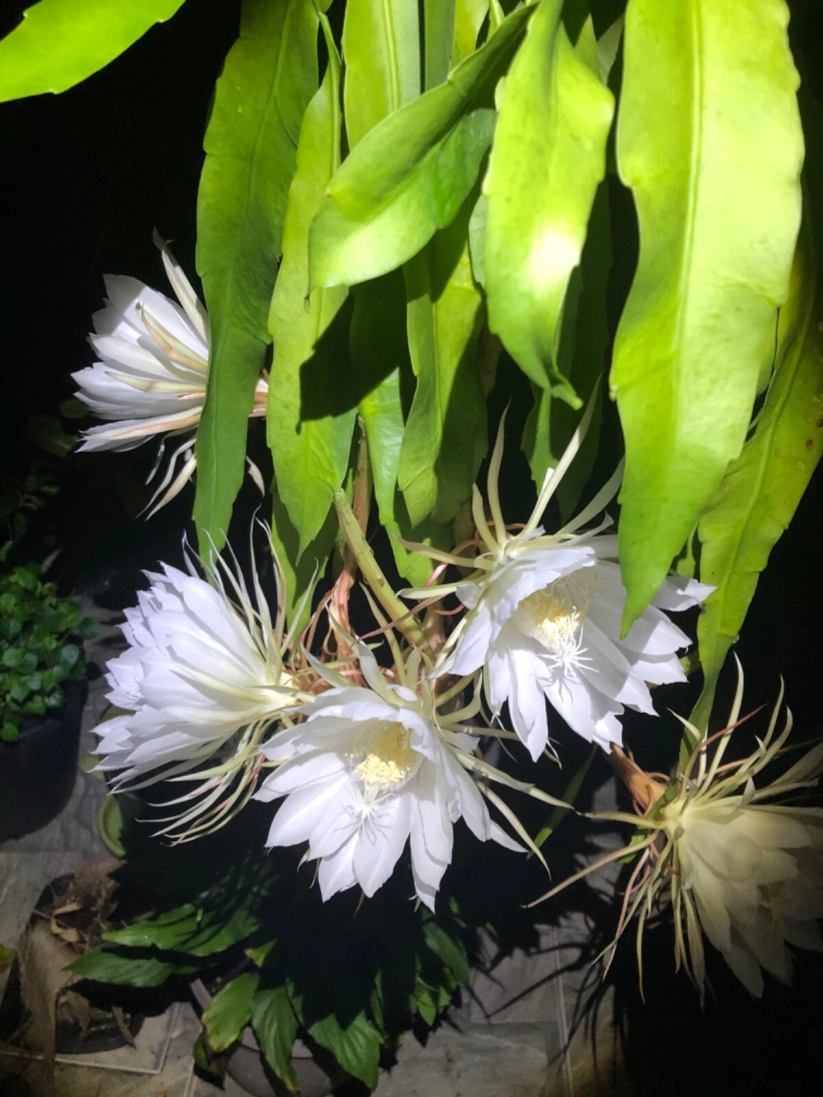 Queen of the Night Orchid Cactus Rooted Cutting, Epiphyllum oxypetalum, Night Blooming Houseplant, Green Stem Cactus Cutting