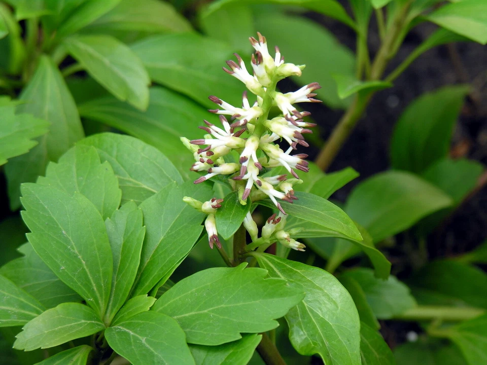 Pachysandra Procumbens Rooted Cuttings, Allegheny Spurge Ground Cover Plants, Set of 5, Native Woodland Plant
