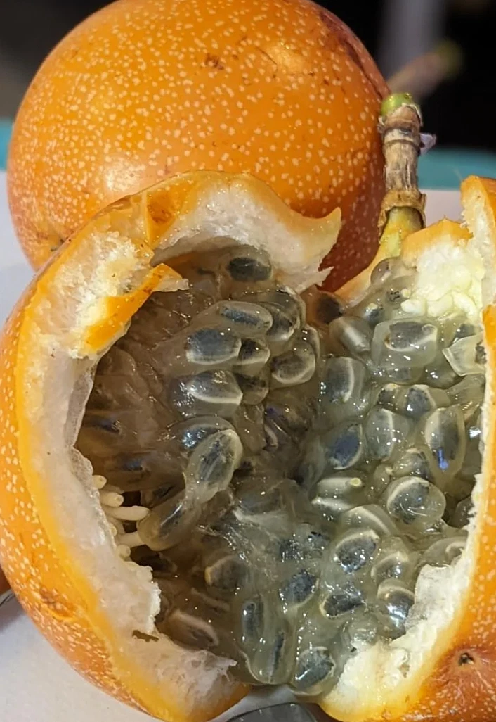 Sweet Granadilla Vine Cuttings - 6 Unrooted Passiflora ligularis for Propagation - Climbing Plant for Trellises and Supports