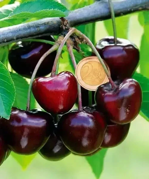 Carmen Cherry Cuttings - 5 Live Unrooted Cuttings of Prunus Avium from Hungary for Grafting or Rooting