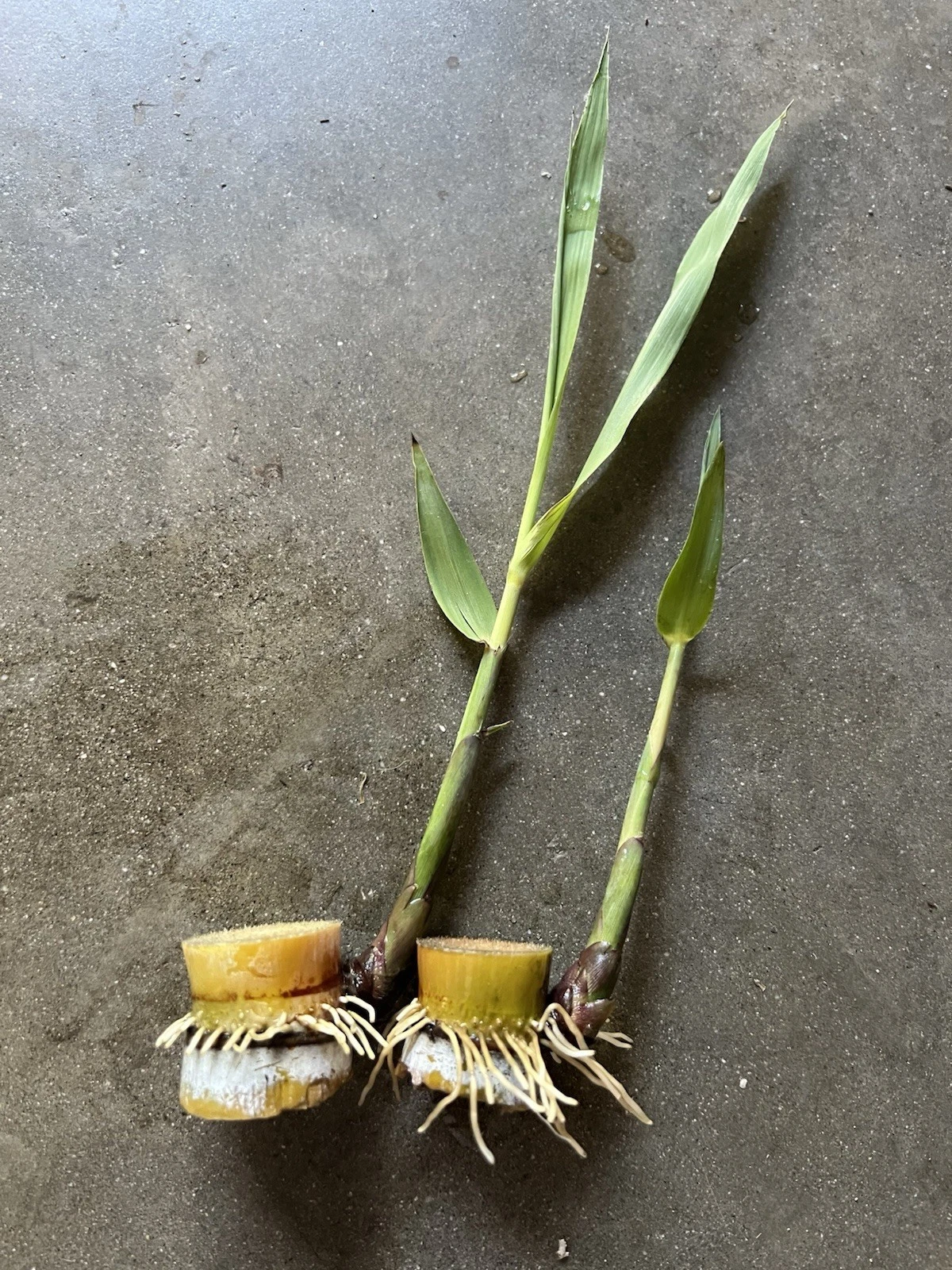 Sugarcane Rooted Cuttings - 2 Live Sprouted Plants - Saccharum Officinarum for Tropical Garden Cultivation