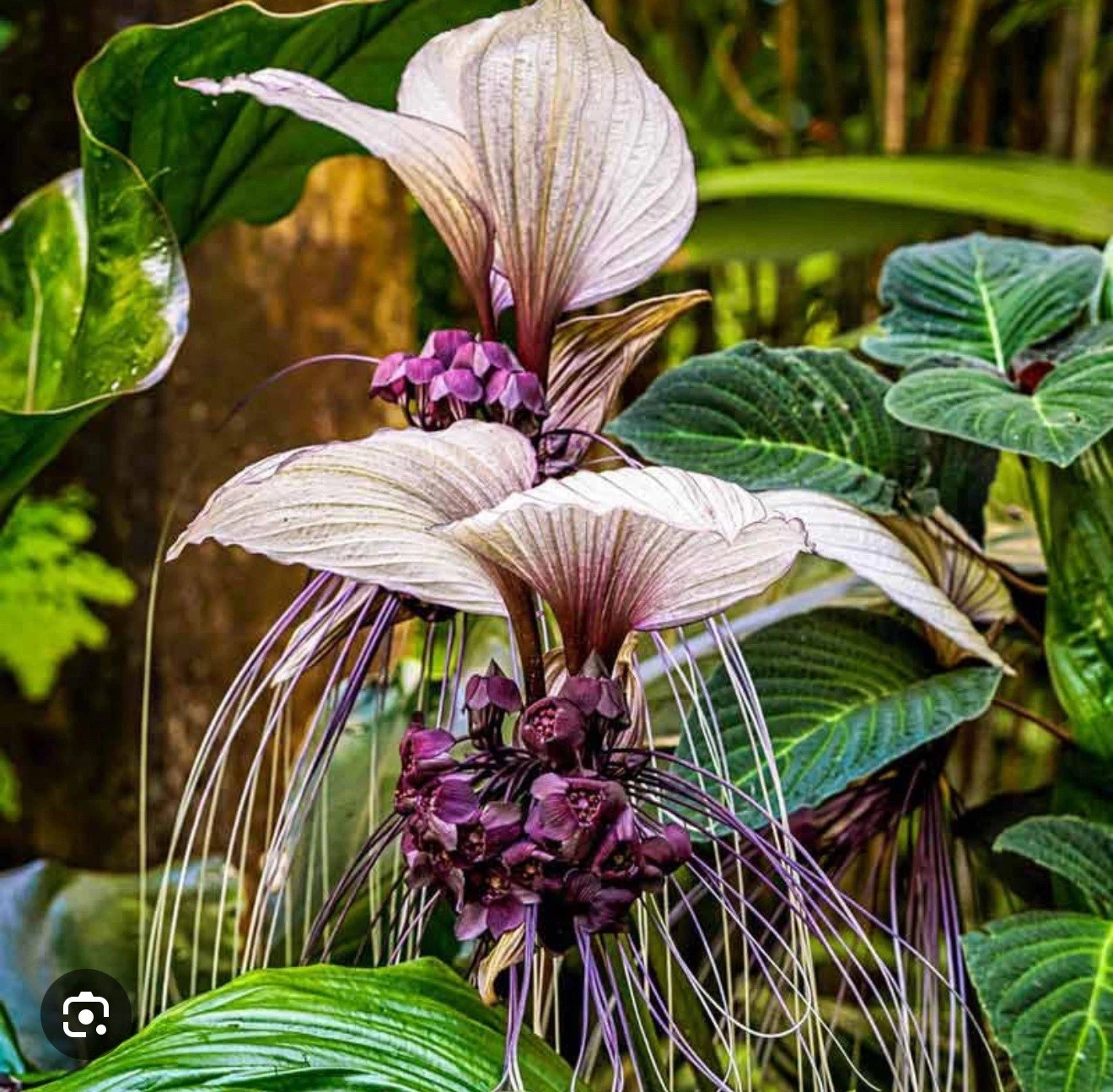 Small Rooted Starter Plant - White Bat Flower Tacca integrifolia - Exotic Tropical Ornamental Plant with White Blooms