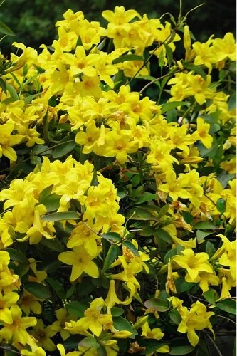 Yellow Crossvine Starter Plant - Bignonia capreolata, Ornamental Climbing Vine with Yellow Flowers for Trellises, Fences, Containers
