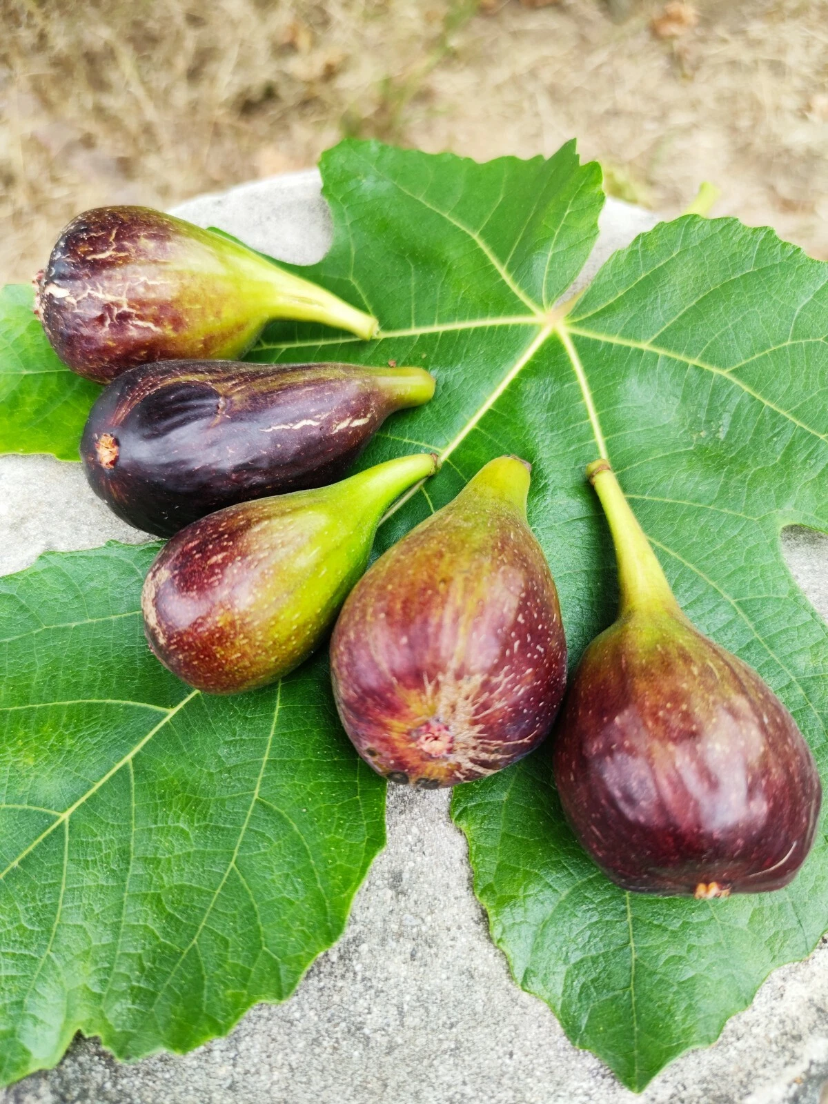 Sweet Jerusalem Fig Cuttings, 2 Live Cuttings for Planting, Ficus carica ‘Jerusalem’, Home Garden Fruit Tree