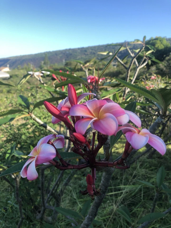 Pink Plumeria Rooted Cutting 10 Inch Single Head - Hawaiian Grown Frangipani Starter Plant - Plumeria spp.