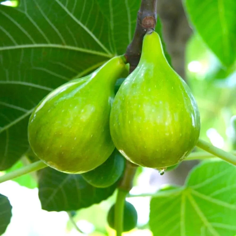 Lattarula Italian Honey Fig Cuttings Set of 5 for Rooting | Ficus carica ‘Lattarula’ | Includes Willow Water for Propagation