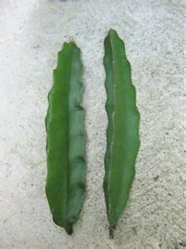 Pink Delight Dragon Fruit Cuttings - 2 Unrooted Pitaya Cactus Cuttings 8–12 Inches Long - Hylocereus / Selenicereus spp.