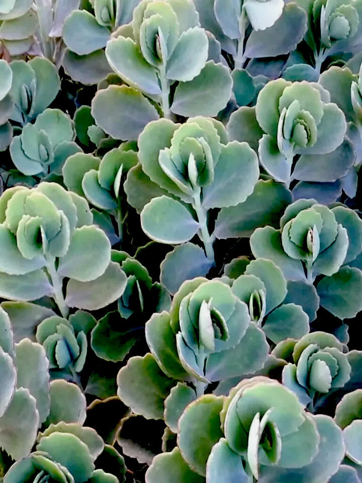 Rooted Kalanchoe Plants - 3 Lavender Scallops Succulent Cuttings - Kalanchoe fedtschenkoi - Live Indoor Outdoor Plants