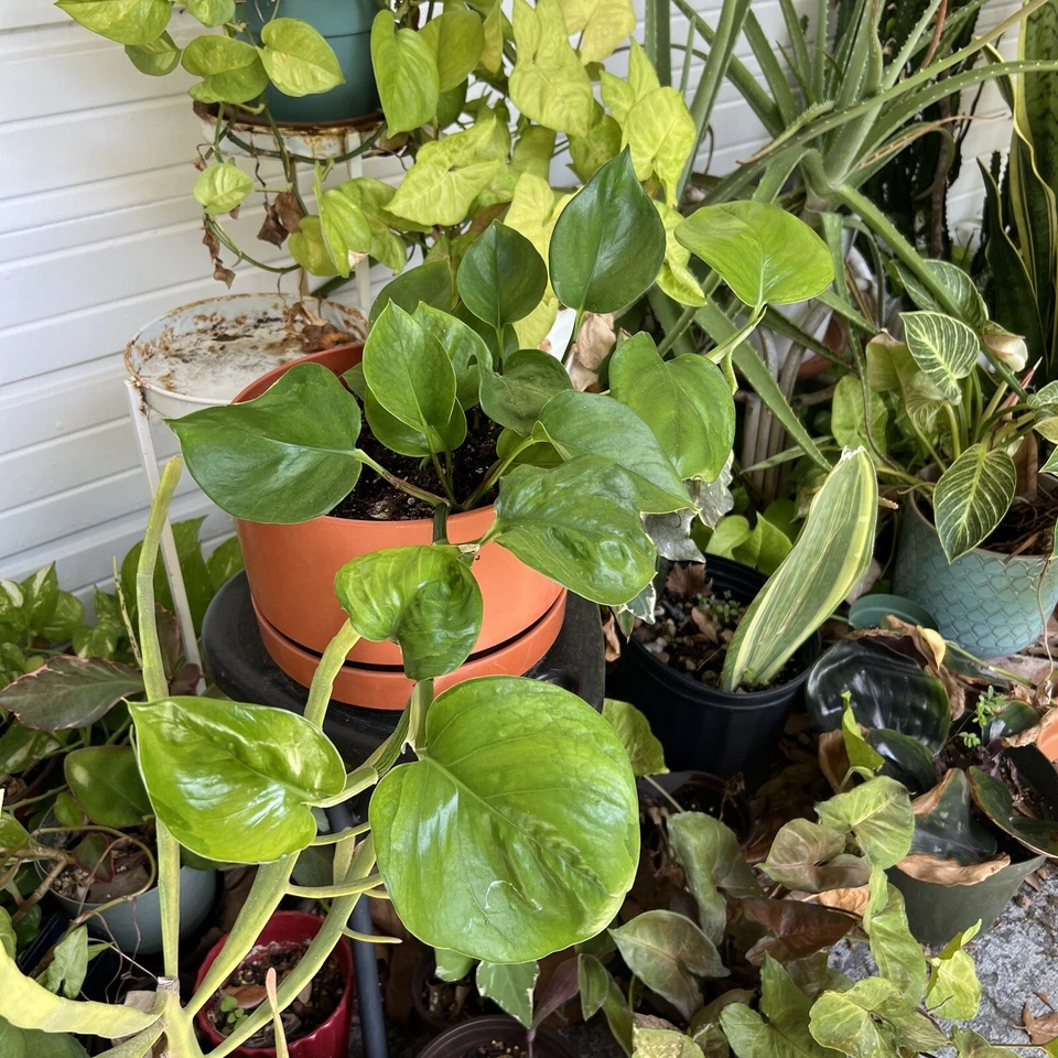 Golden and Global Green Pothos Cuttings, 2 Unrooted 8 Inch Vines, Epipremnum aureum, Indoor Propagation Houseplants