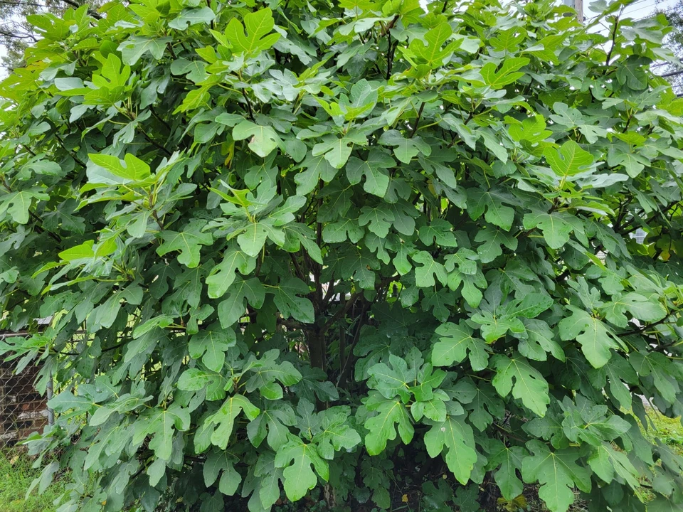 Celeste Fig Tree Cuttings Set of 6 Unrooted - Ficus carica ‘Celeste’ - Ideal for Home Garden or Container Propagation
