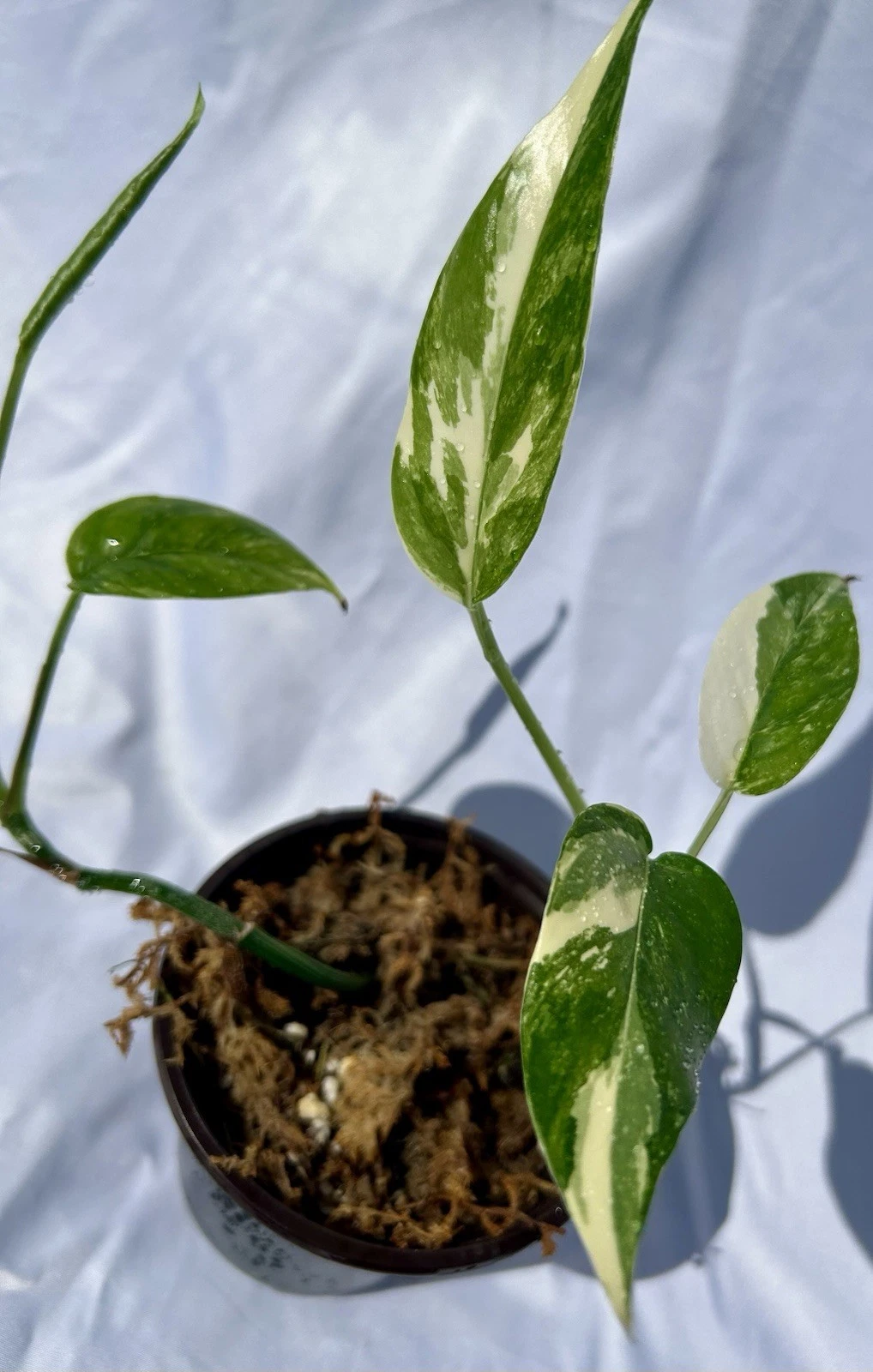 Albo Pothos Live Plant in 4 Inch Pot - Variegated Epipremnum Aureum 'Albo Variegata' with 2 Rooted Cuttings for Indoor Decor
