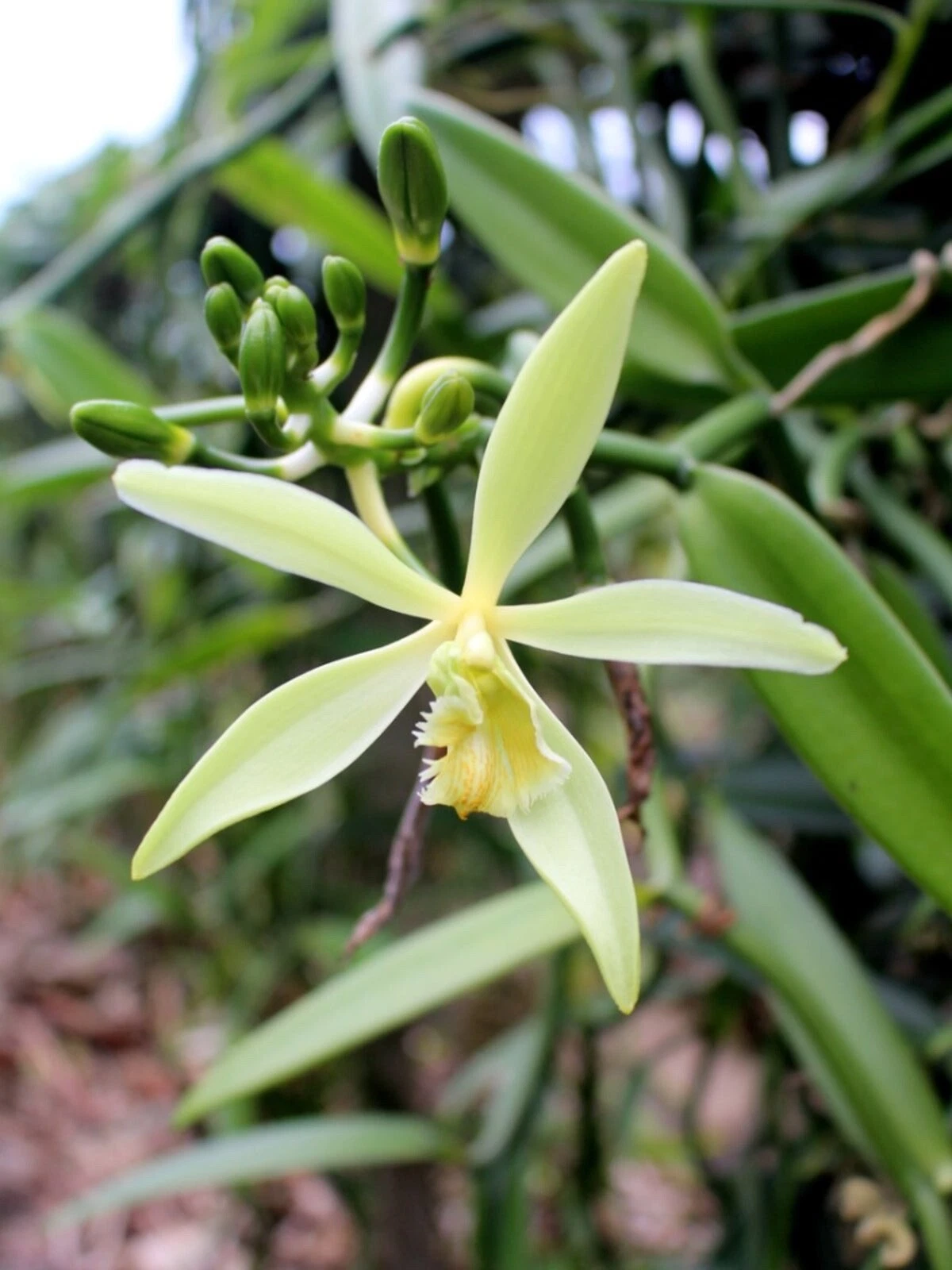 Live Vanilla Orchid Starter Plant - Tropical Climbing Orchid Vine - Vanilla planifolia - Indoor/Greenhouse Growing