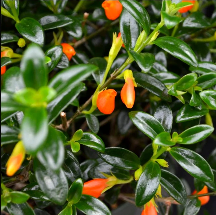Goldfish Plant Live Potted Plant 4 Inch - Columnea Nematanthus Tropical Flowering Houseplant with Orange Flowers