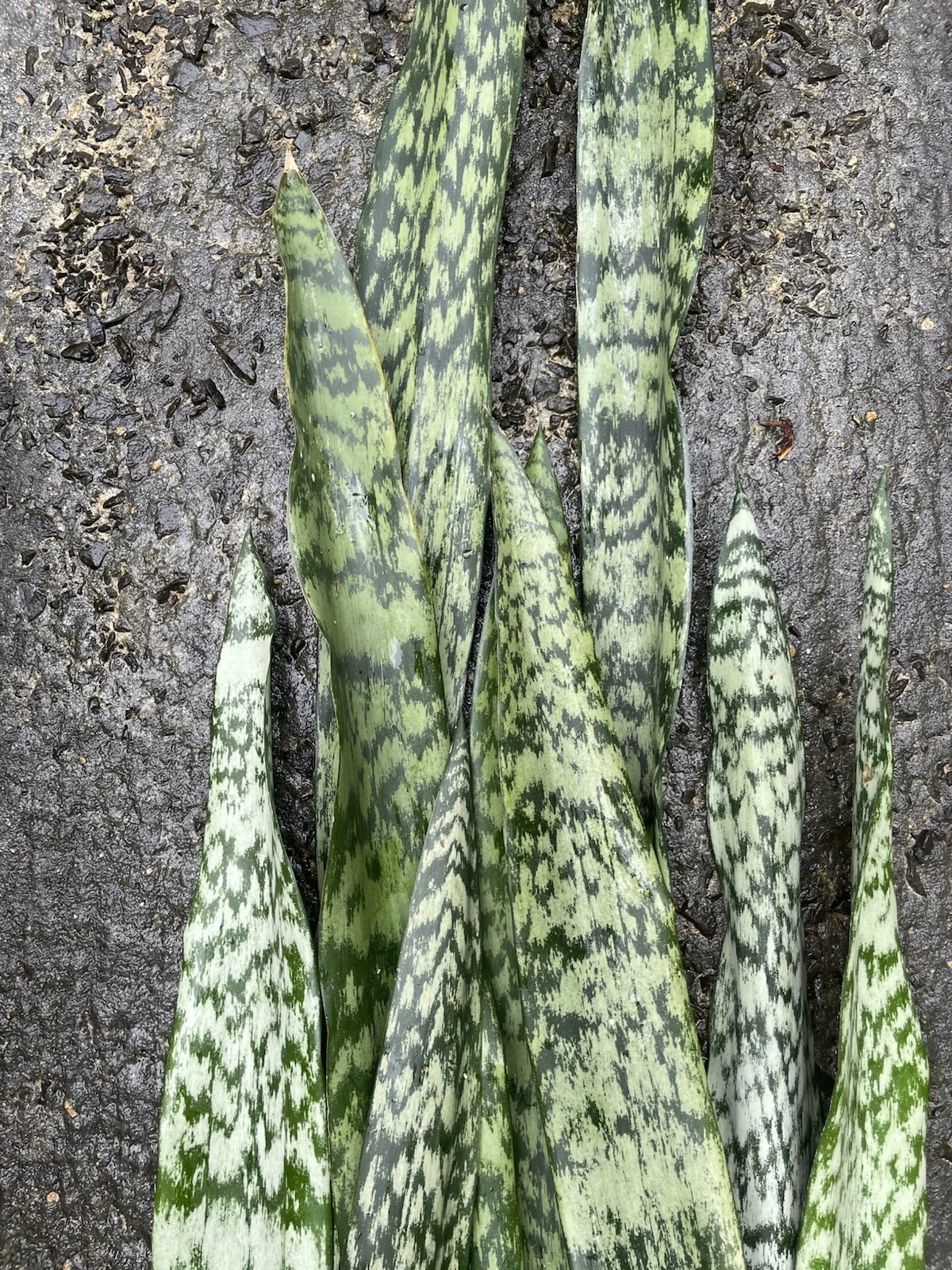 Sansevieria Snake Plant Leaf Cuttings – 6 Unrooted Indoor Houseplant Starter Cuttings – Hawaii Grown, Sansevieria spp.