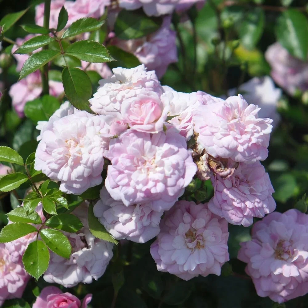 6 Unrooted Cuttings Rural England Climbing Rose Pink Rosa ‘Rural England’ Live Flower Plant for Garden Propagation