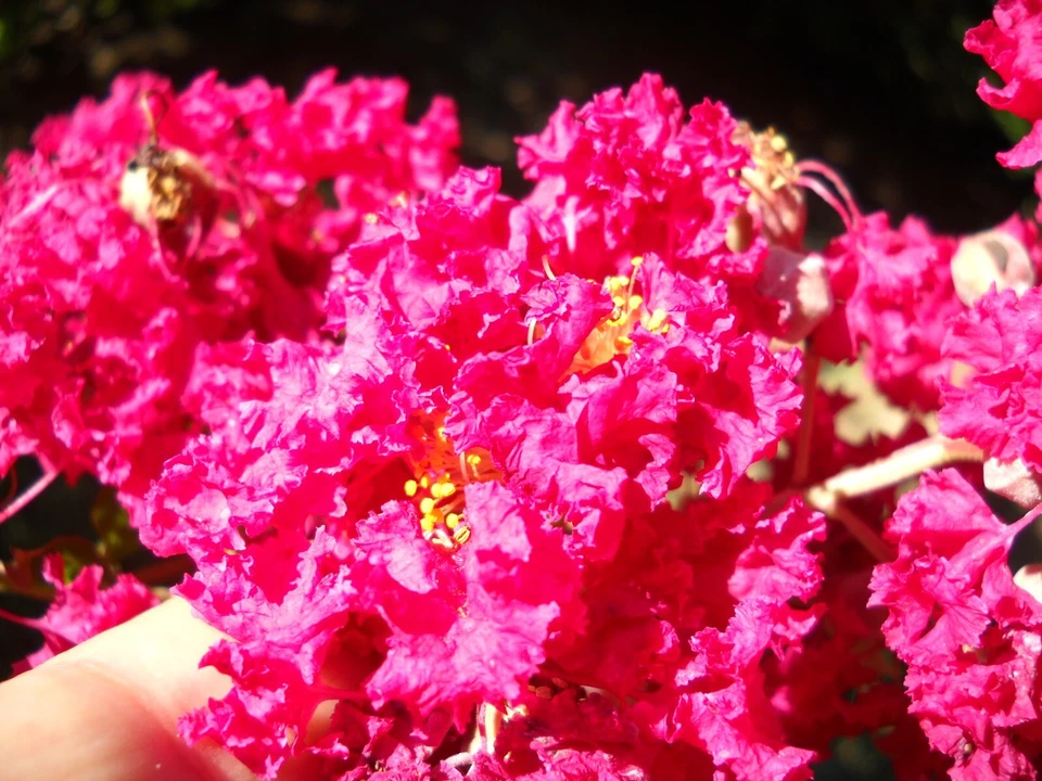 12 Unrooted Crape Myrtle Cuttings - Red Pink Raspberry - Lagerstroemia for Propagation, Ornamental Flowering Tree