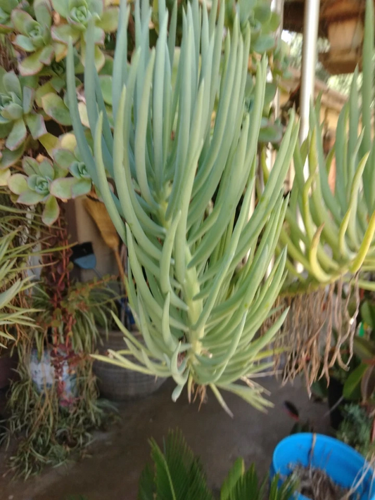 Blue Chalk Sticks Succulent Cuttings Set of 2 Senecio Mandraliscae Unrooted Live Plants for Propagation