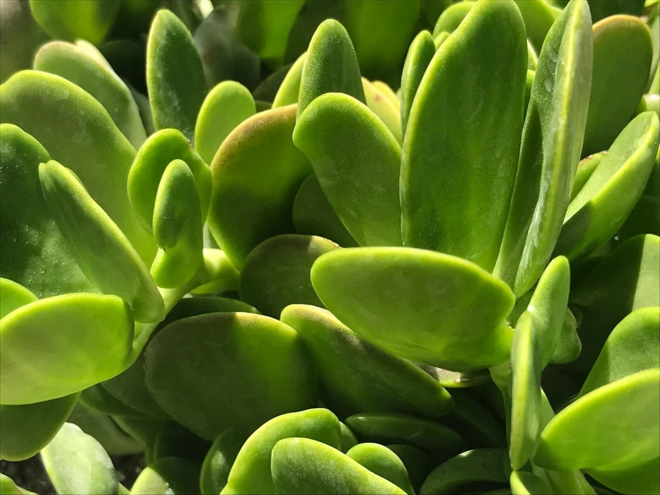 Trailing Creeping Jade Cuttings - 3 Unrooted Senecio jacobsenii Succulent Cuttings for Propagation - 6 Inch Weeping Succulent