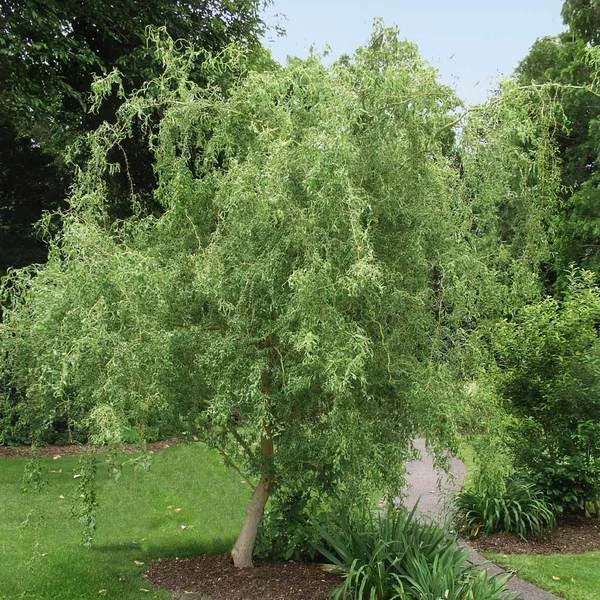 Corkscrew Willow Cuttings - 15 Unrooted Cuttings 8-12 Inches, Salix matsudana ‘Tortuosa’ for Propagation, Ornamental Plant