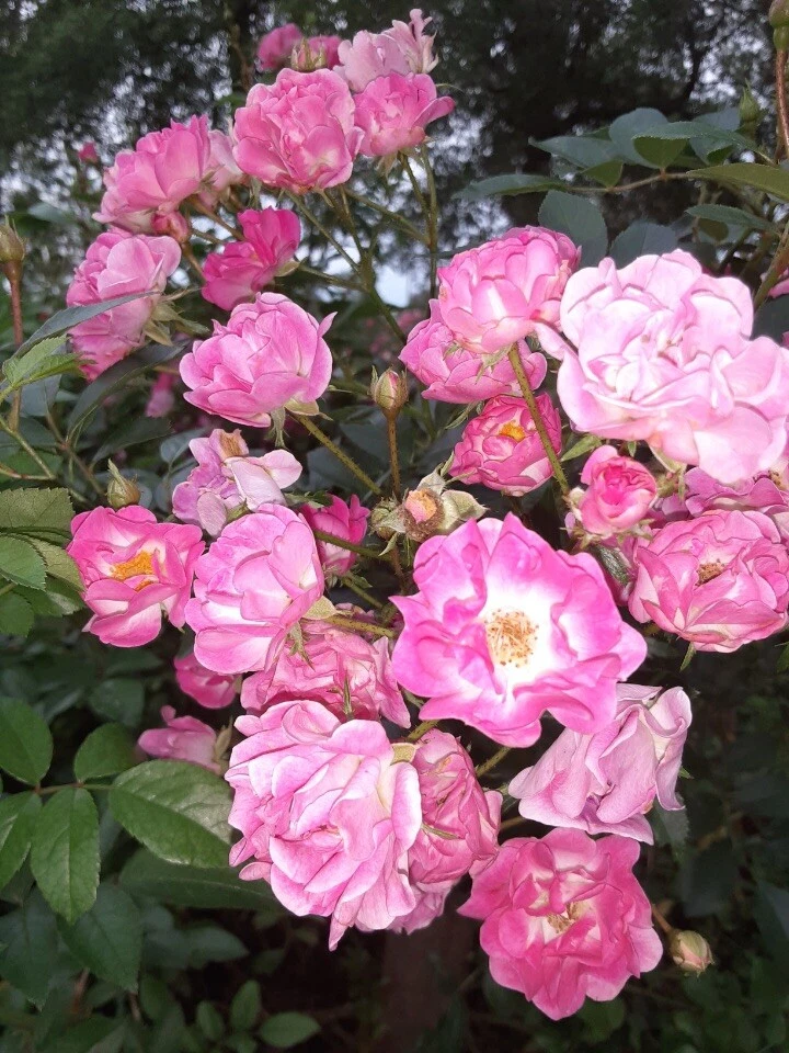 Madame Norbert Levavasseur Rose Cuttings - 4 Unrooted Pink Moss Rose Cuttings for Garden Propagation - Rosa spp.
