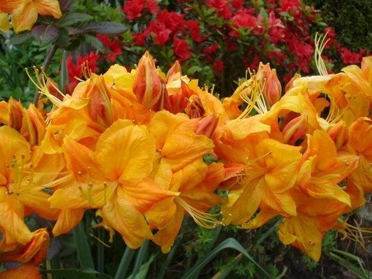 Klondyke Azalea Starter Plant - Live Rooted Small Deciduous Rhododendron - Yellow to Golden-Orange Blooms - Garden Container Plant
