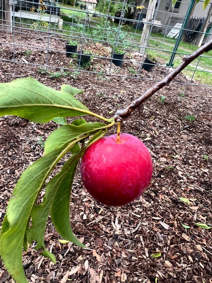 Fresh Scarlet Beauty Plum Scion Cuttings for Grafting - Propagation Material for Prunus spp. Fruit Trees