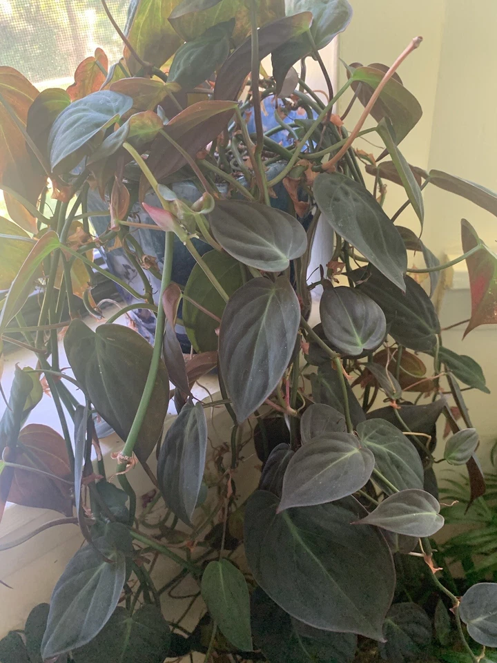 Philodendron Micans Cuttings - Set of 4 Velvet Leaf Green Bronze Indoor Houseplant for Propagation (Philodendron hederaceum)