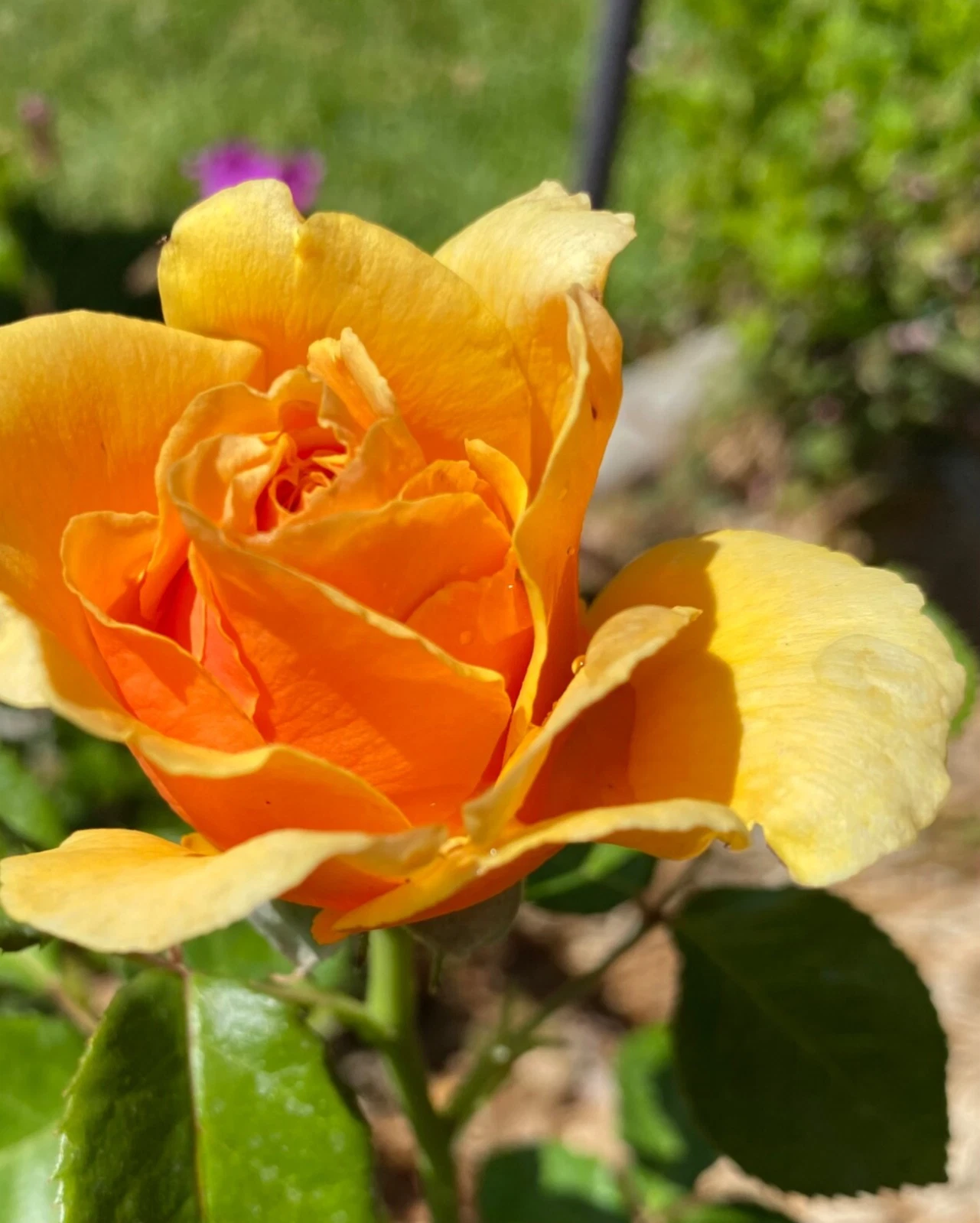 Yellow Apricot Rose Cuttings Set of 5 Unrooted Rosa spp. for Rooting or Grafting - Ornamental Flowering Shrub