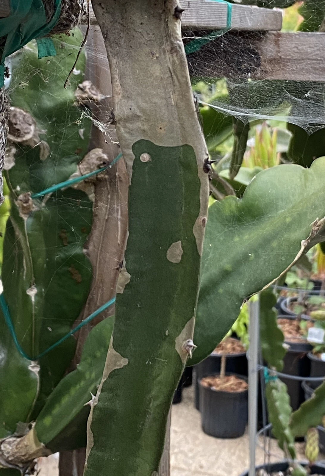 Frankie's Red Dragon Fruit Cuttings - 2 Unrooted 1-Ft Pitaya Cactus Cuttings for Planting - Hylocereus/Selenicereus spp.