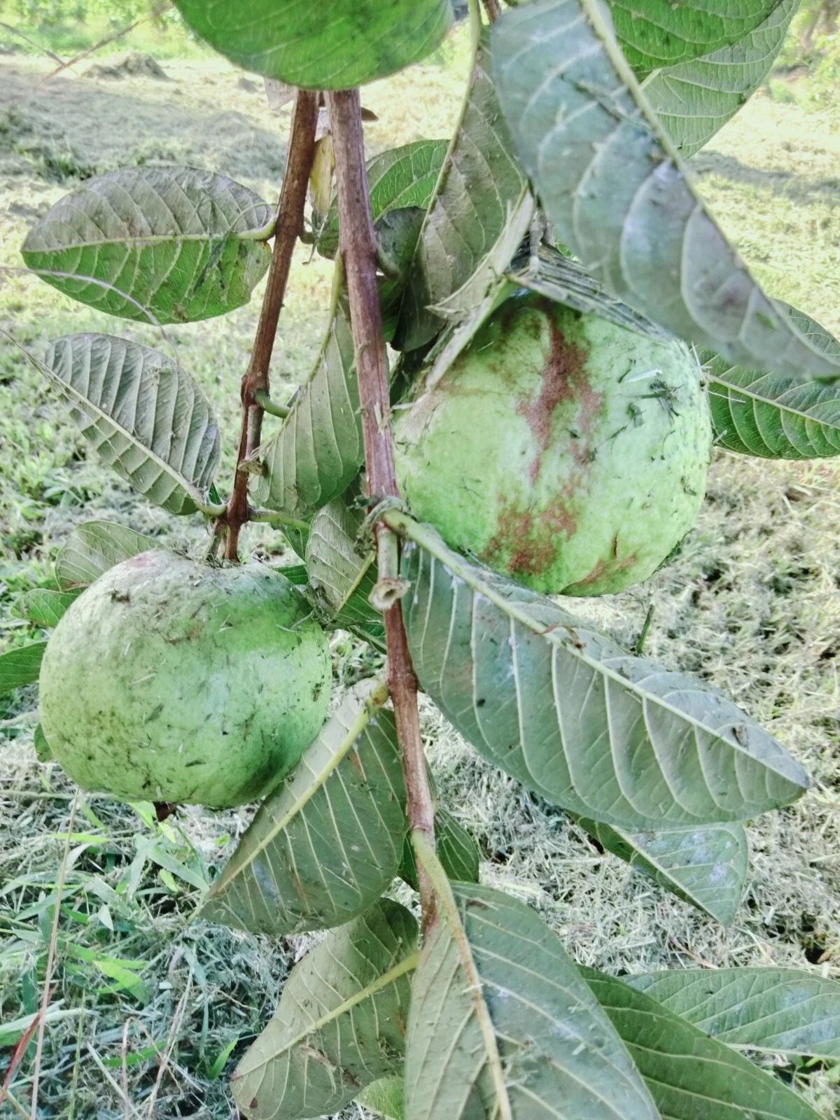 Guava Tree Cuttings Set of 3 Unrooted 4–5 Inch Scions Psidium guajava for Rooting or Grafting Tropical Fruit Plant