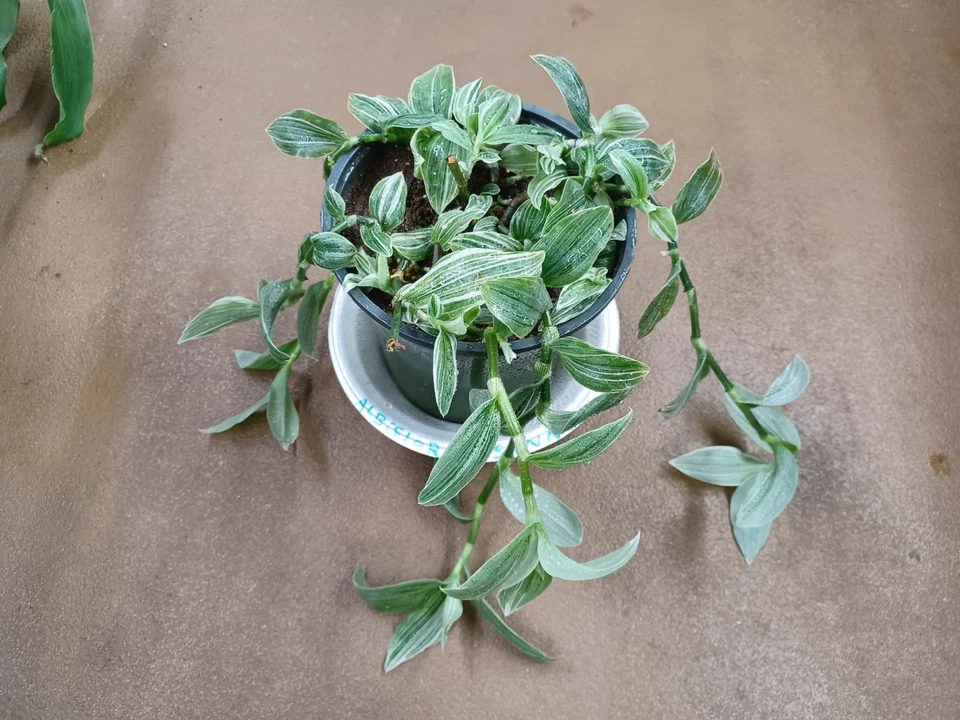 Tradescantia Albovittata Sanna Cuttings - Variegated Indoor Trailing Houseplant - Fresh Unrooted Plant Cuttings for Propagation