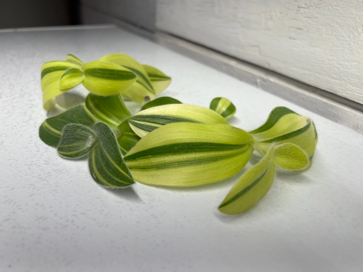 Unrooted Cuttings, 3-Pack Fuzzy Sillamontana Variegated, Tradescantia sillamontana ‘Variegata’, Green & Cream Foliage