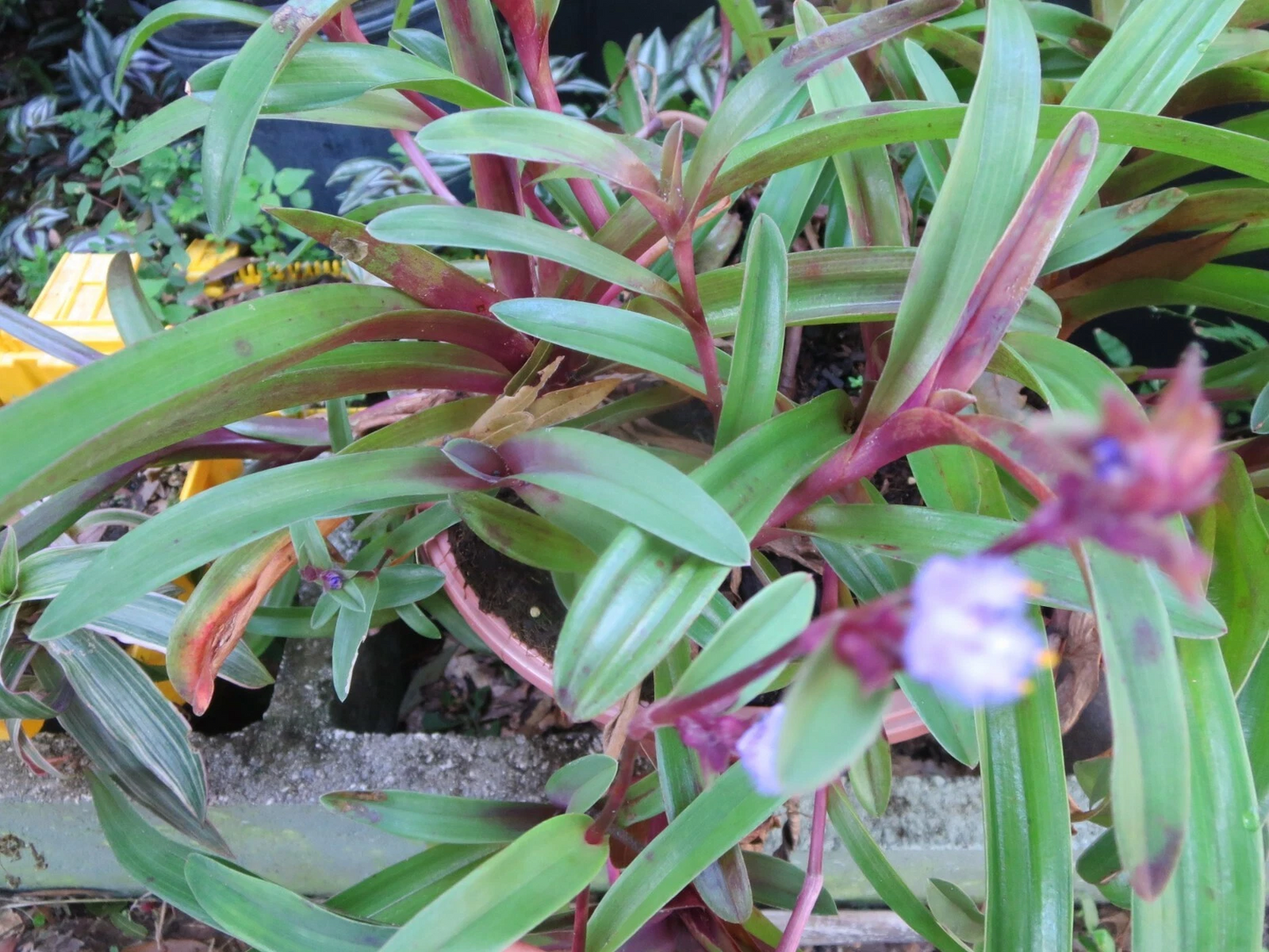 Unrooted Cuttings Set of 3 Tradescantia Setcreasea Purple Heart - Live Trailing Houseplant for Propagation - Purple Foliage