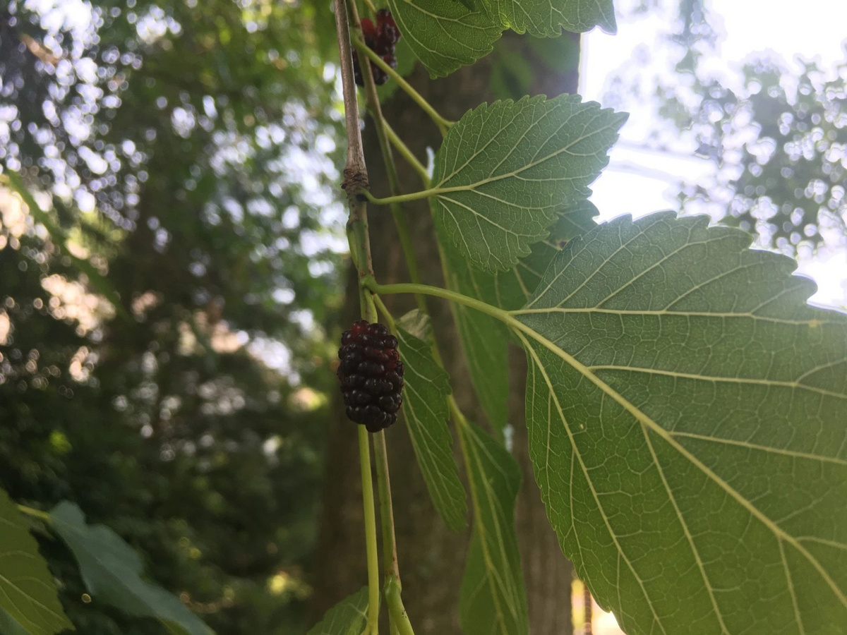 Mulberry Hardwood Cuttings - 40 Unrooted Cuttings 5–10 Inches - Morus spp. - Ideal for Propagation and Home Gardens