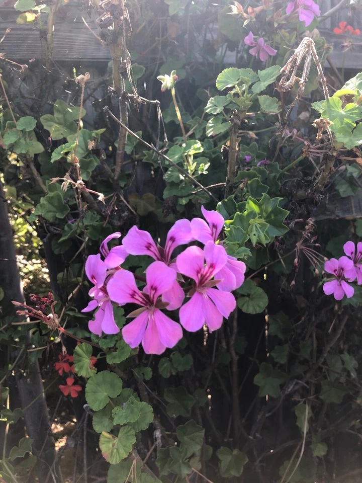 Live 6 Inch Purple Ivy Geranium Cutting, Trailing Variety, Pelargonium Peltatum - Perfect for Hanging Baskets and Containers