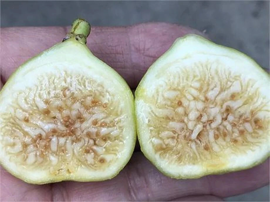 White Marseilles Fig Cutting - 8 Inch Unrooted Cutting with 3+ Nodes - Ficus carica for Propagation and Rooting Projects