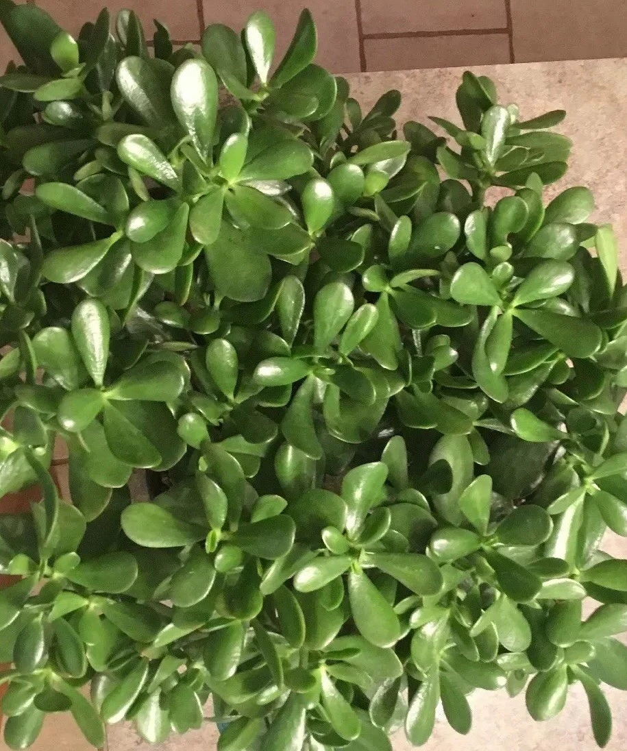 Jade Plant Cuttings - 3 Unrooted Succulent Cuttings - Crassula Ovata - 3–5 Inches Long - Ideal for Propagation and Indoor Growing